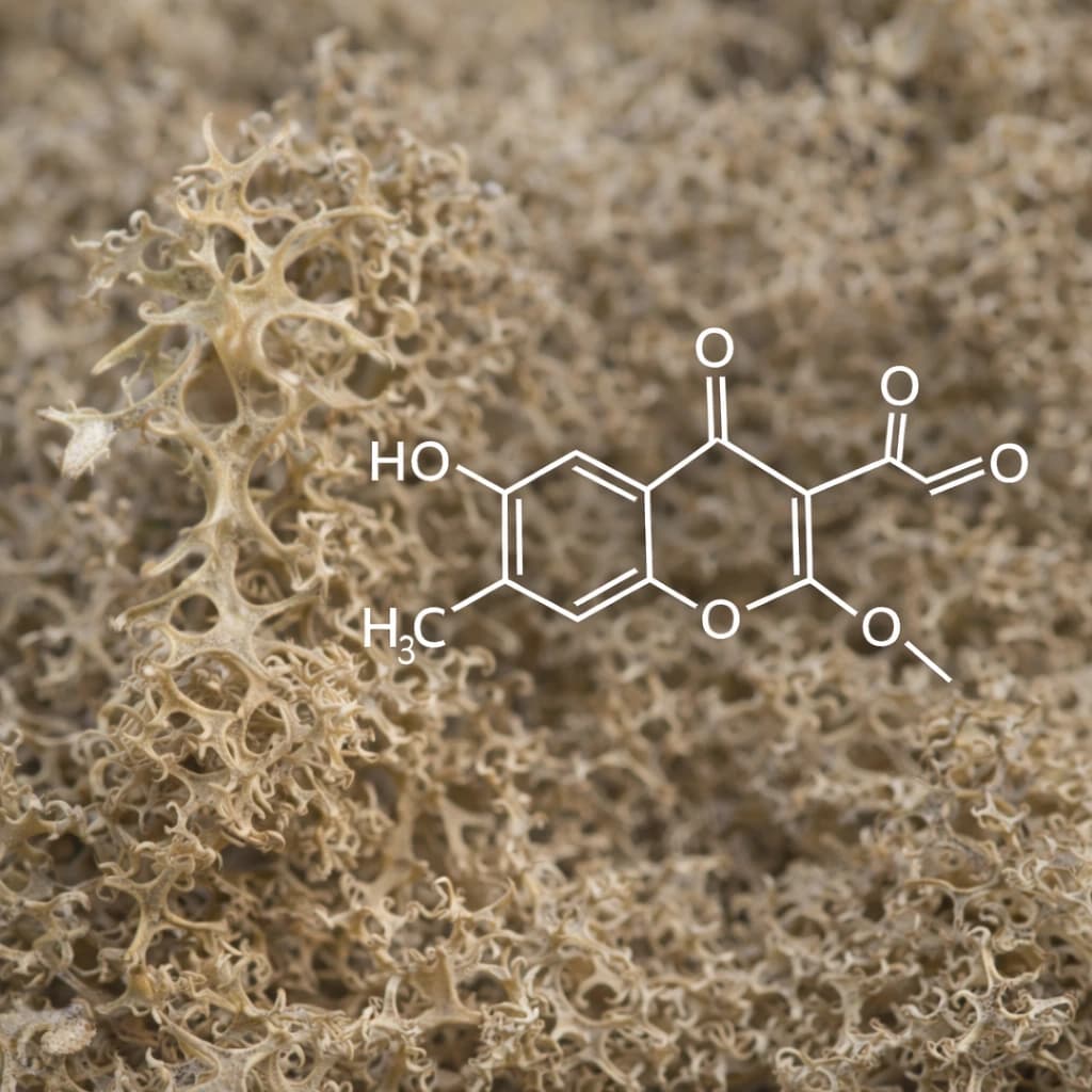 Makro prikaz strukture islandskog lišaja – ključnog sastojka Galenfarm sirupa za kašalj